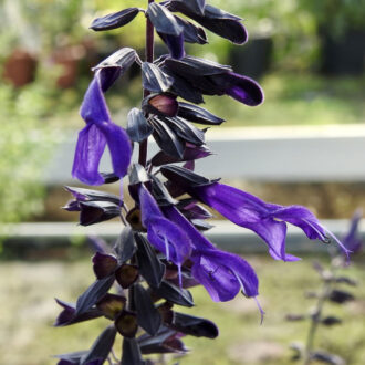 Salvia Amistad