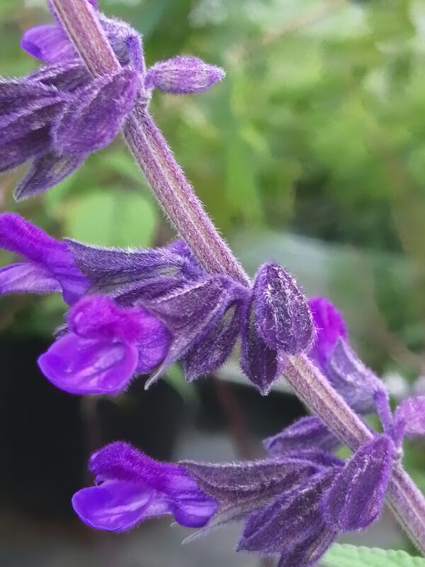 Salvia Anthony Parker
