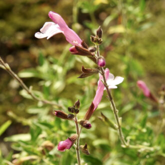 Salvia Dyson's Joy