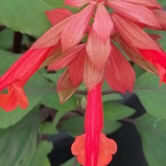 Salvia Ember's Wish