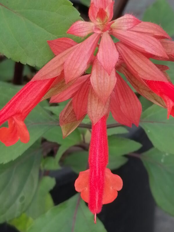 Salvia Ember's Wish