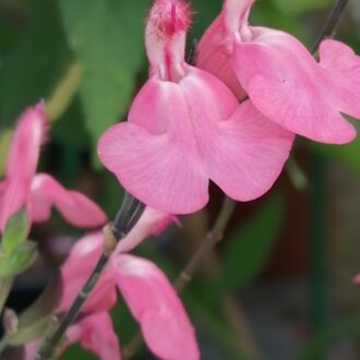 Salvia greggii La Siesta