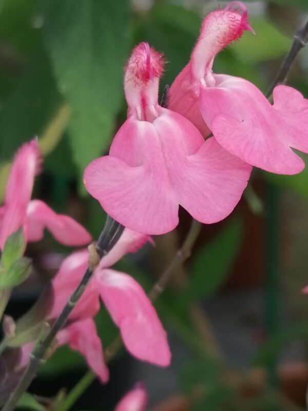 Salvia greggii La Siesta