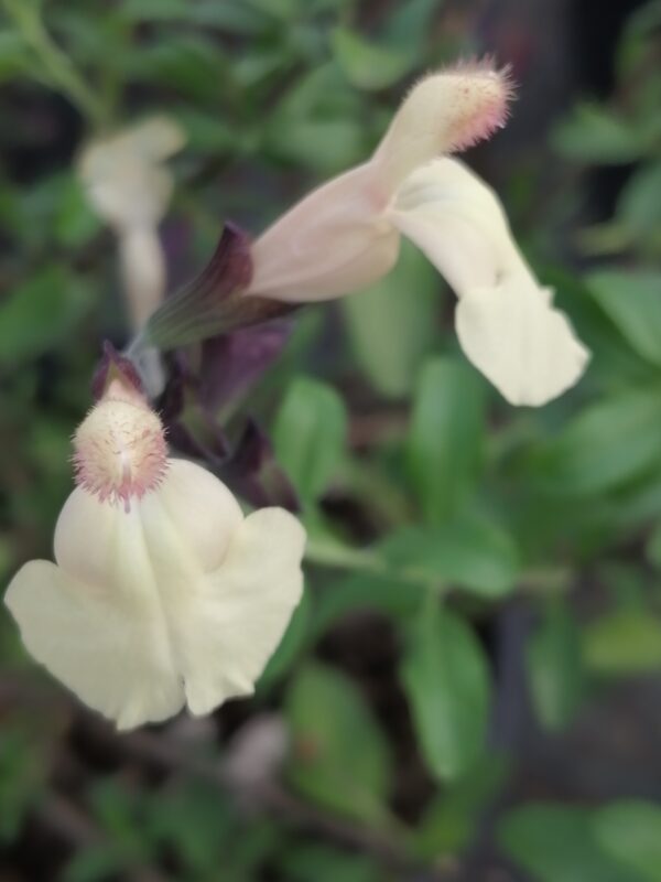 Salvia greggii Giallo Pesca