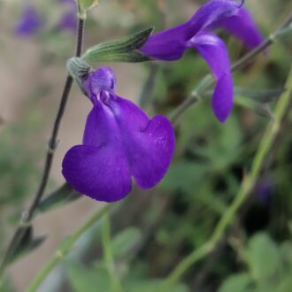 Salvia greggii Blue Note