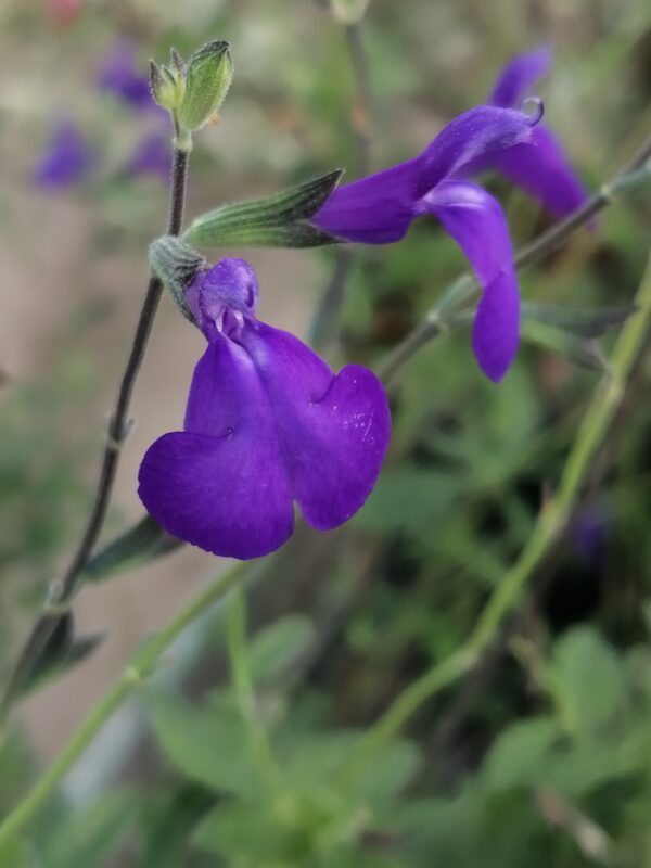 Salvia greggii Blue Note