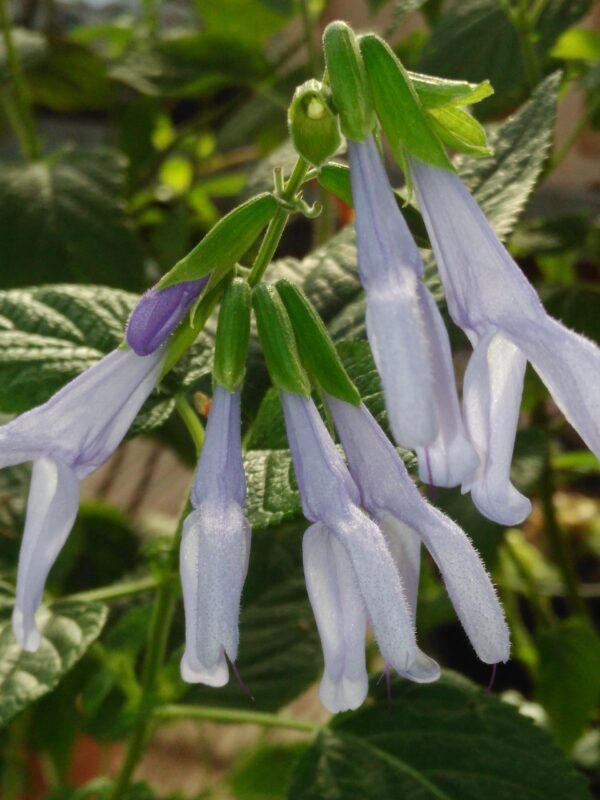 Salvia guaranitica 'Argentina Skies'