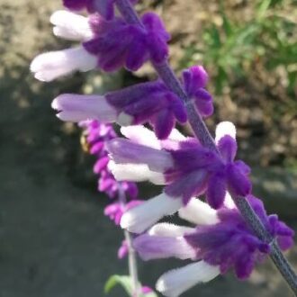Salvia leucantha