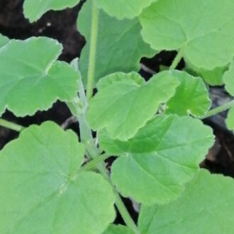 Pelargonium caylae
