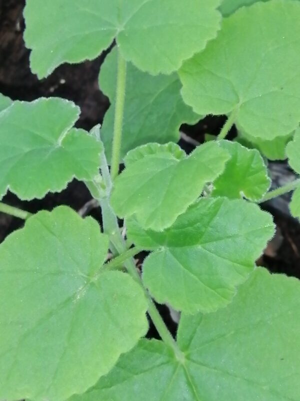 Pelargonium caylae