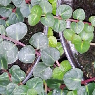 Mitchella repens