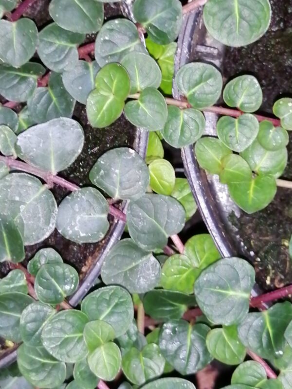 Mitchella repens