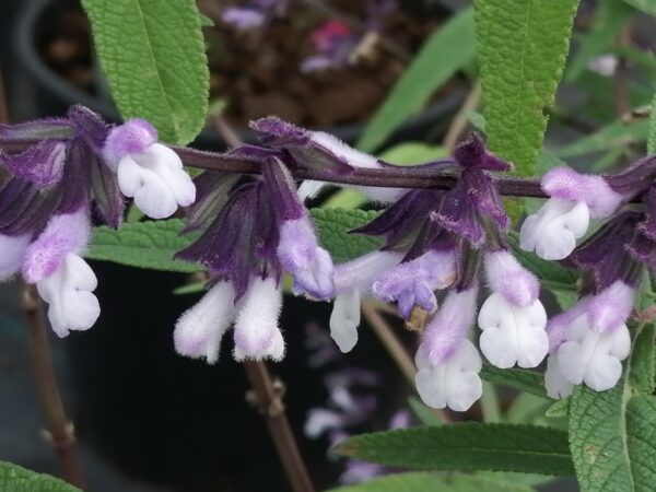Salvia Phyllis Fancy