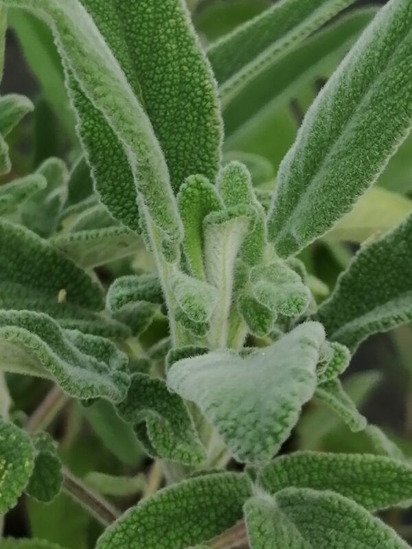 Salvia interrupta x candelabrum