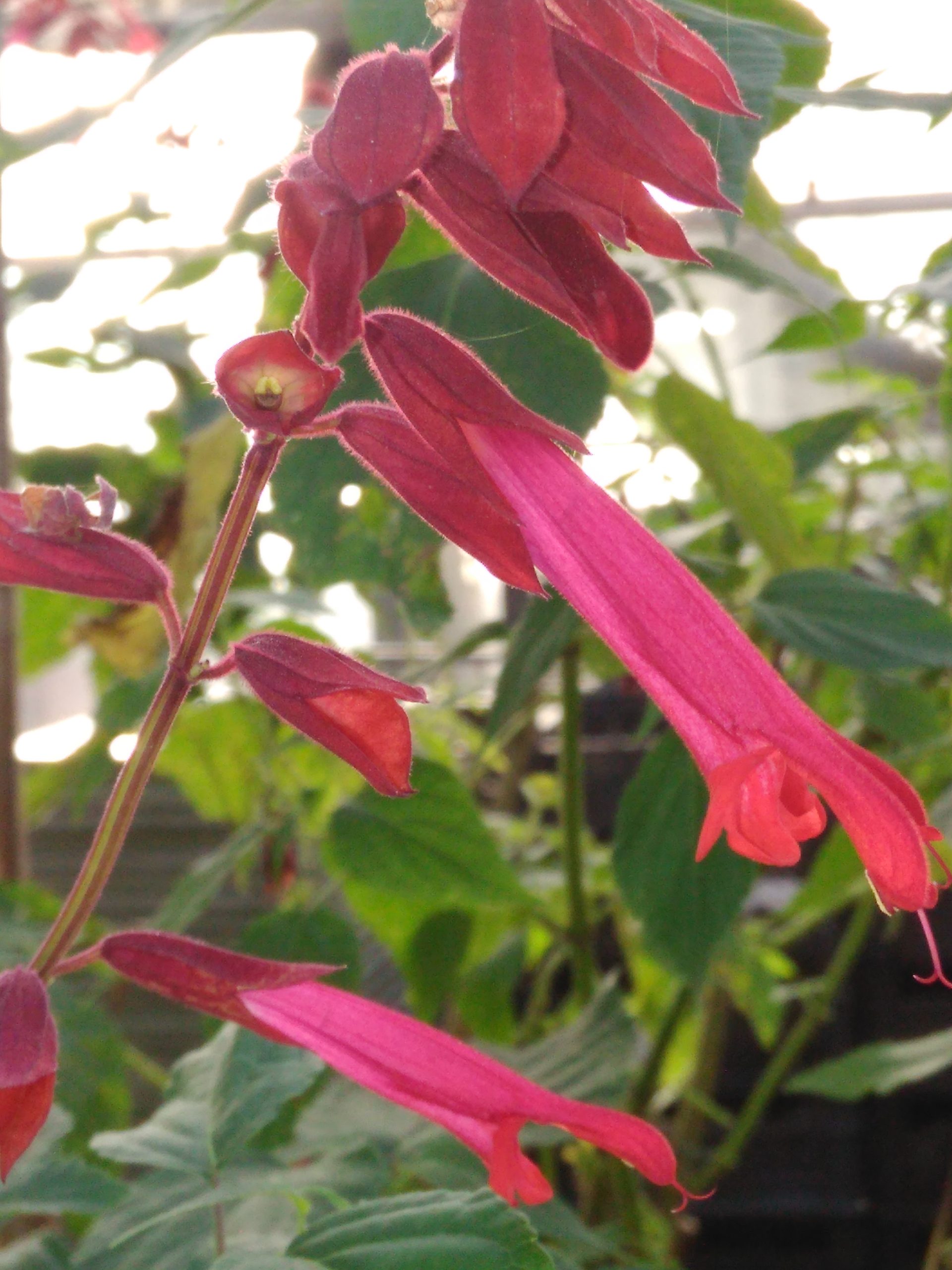 Salvia splendens 'Van-Houttei'