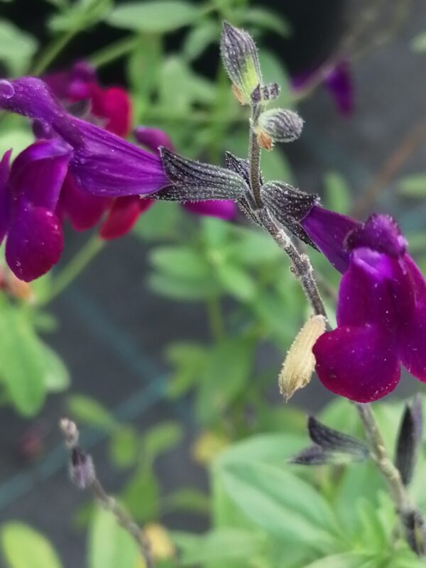Salvia x jamensis Violette de Loire