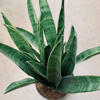Sansevieria Javanica