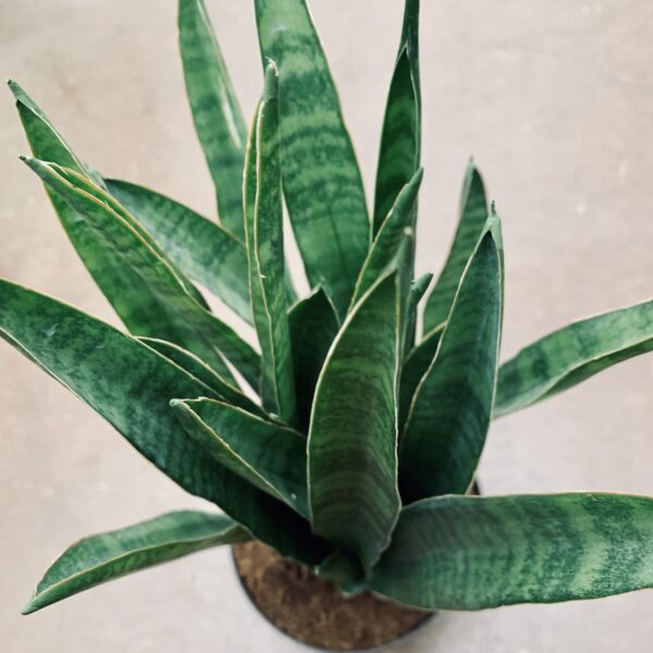 Sansevieria Javanica