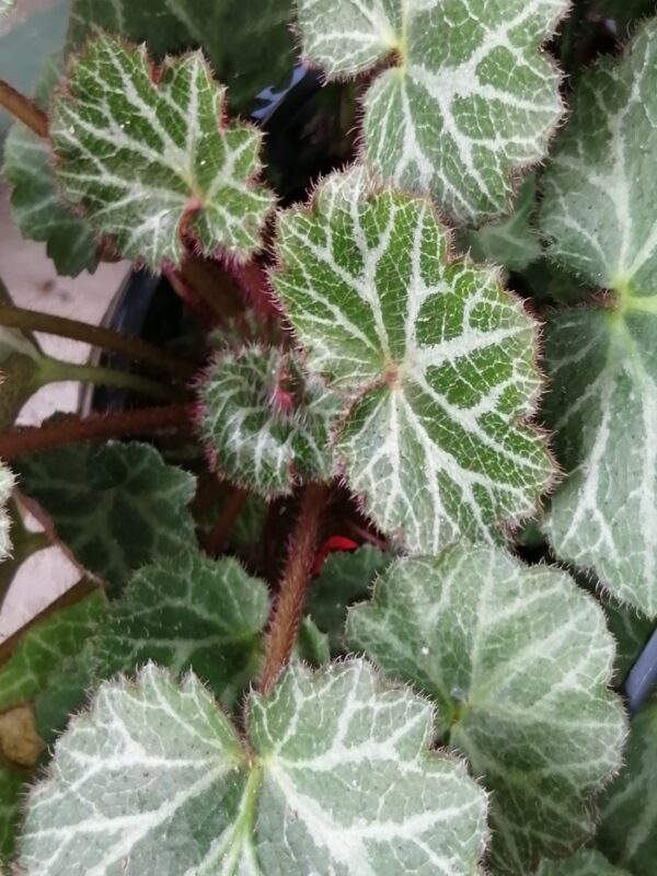 Saxifraga stolonifera Hsitou Silver