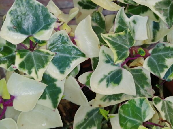 Senecio macroglosussu 'Variegatus', wax ivy