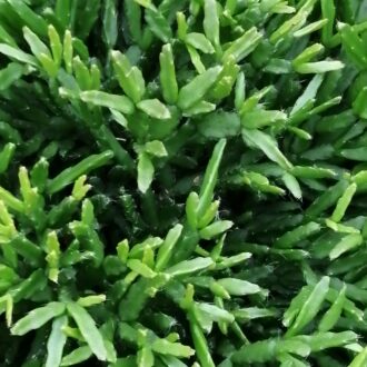 Rhipsalis ewaldiana