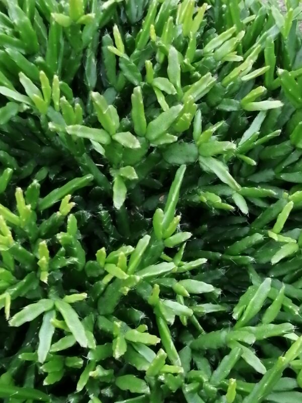 Rhipsalis ewaldiana
