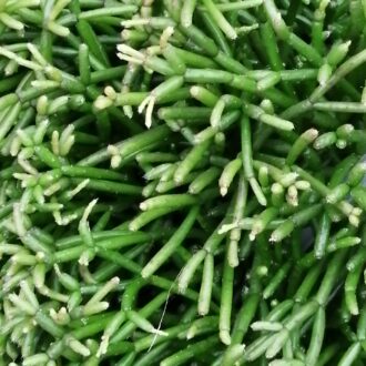 Rhipsalis clavata