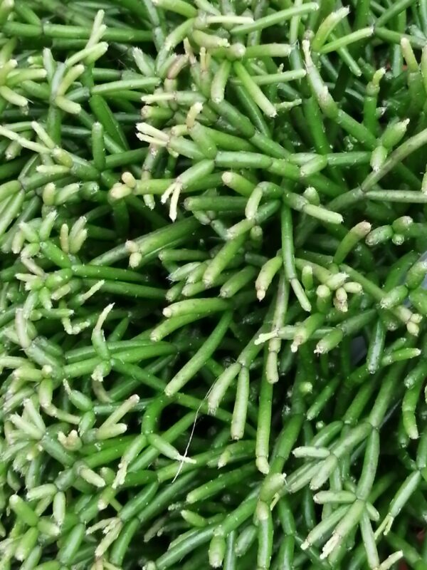 Rhipsalis clavata