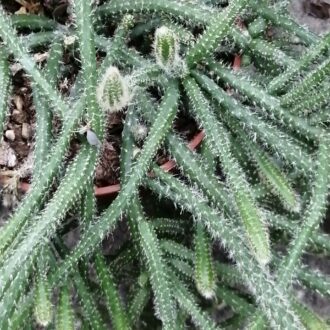 Rhipsalis pilocarpa