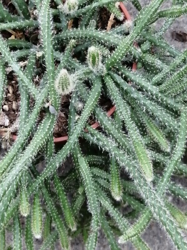 Rhipsalis pilocarpa