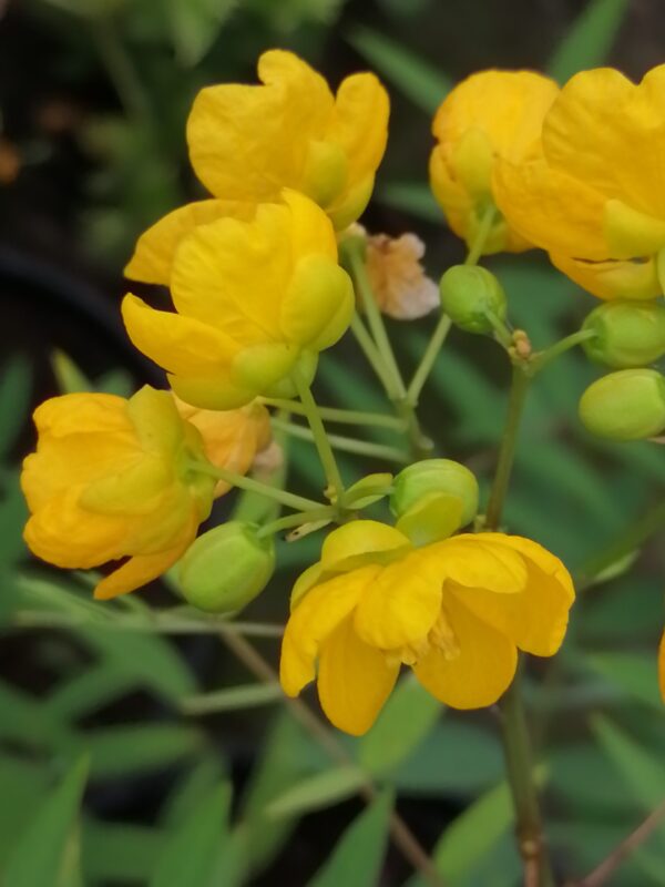 Cassia fistula