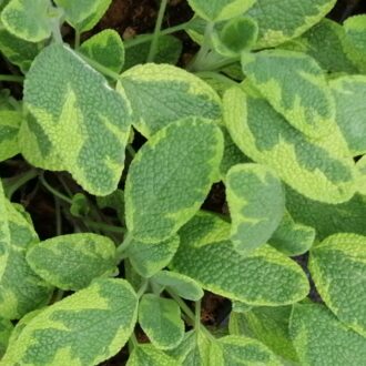 Salvia officinalis 'Jecterina'