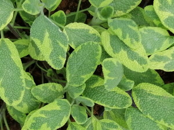 Salvia officinalis 'Jecterina'
