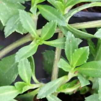 Lippia nodiflora