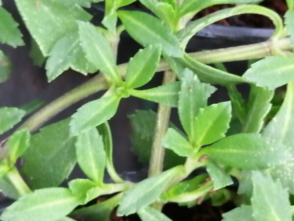 Lippia nodiflora