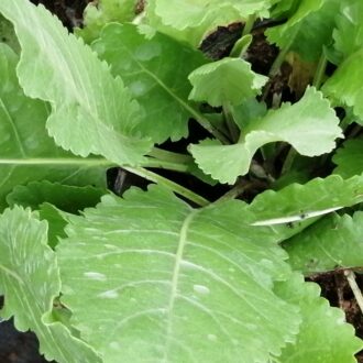 Tanacetum balsamita, Chrysanthemum balsamita, Balsamita major