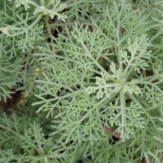 Artemisia absinthium Assenzio maggiore