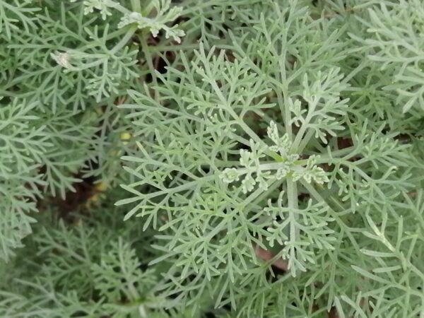 Artemisia absinthium Assenzio maggiore