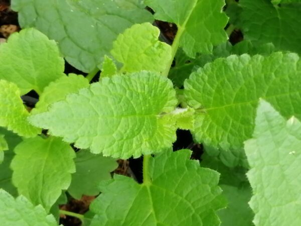 Stachys affinis , tuberina, Carciofo cinese