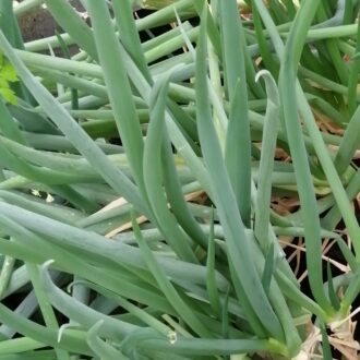 Allium cepa, 'Ceva'