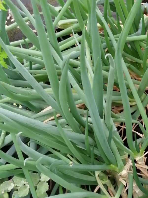 Allium cepa, 'Ceva'