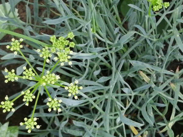 Crithmum maritimum, Finocchio marino