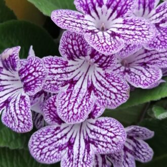 Streptocarpus Polka dot Purple