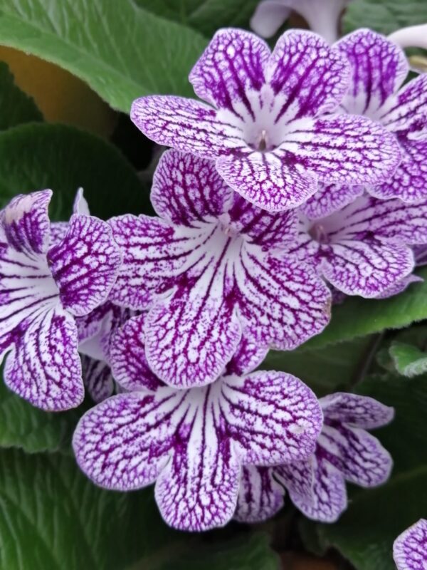 Streptocarpus Polka dot Purple