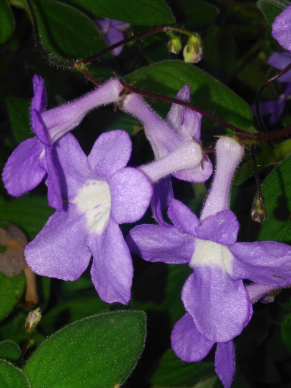 Streptocarpus saxorum
