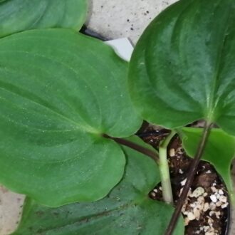 Streptolirion volubile