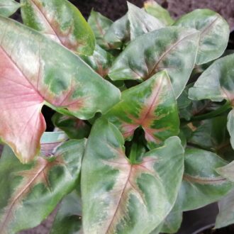 Syngonium Christmas