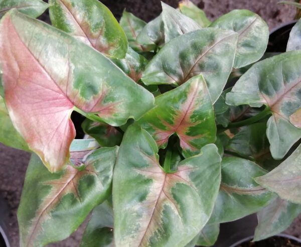 Syngonium Christmas