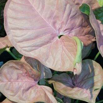 Syngonium Neon robusta Pink pianta giovane