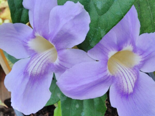 Thunbergia grandiflora